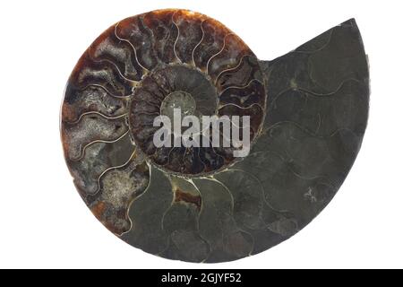 Ammonite à moitié coupée de Madagascar isolée sur fond blanc Banque D'Images