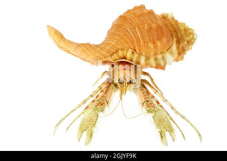 Le crabe ermite (dardanus sp.) dans le triton de poire (Cymatium pyrum) des Philippines isolé sur fond blanc Banque D'Images