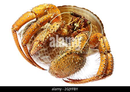 Crabe hermite à pois blancs (Dardanus megistos) des Philippines isolé sur fond blanc Banque D'Images