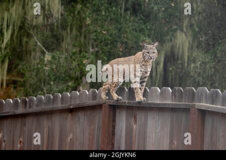 Bobcat sur une clôture Banque D'Images