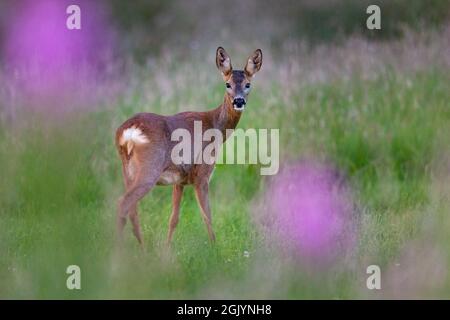 Cerf de Virginie dans un champ, photographié à travers Rosebay Willowherb. Banque D'Images
