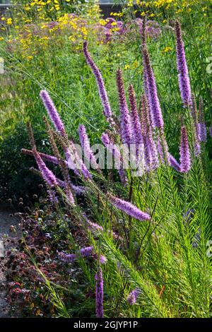 Pointes de fleurs de Liatris pycnostachya (Prairie Blazing Star) dans le jardin britannique en septembre Banque D'Images