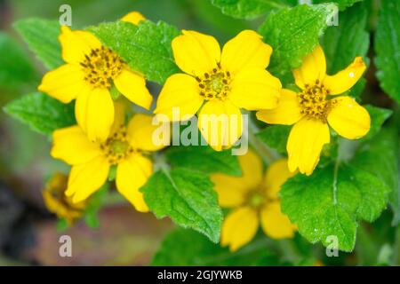 Chrysogonum virginianum 'Golden Star' Banque D'Images