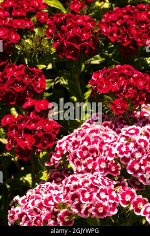 Rose rouge Dianthus barbatus Dianthus Sweet William fleurs mélangées colorées Banque D'Images