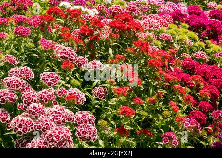 Lit de fleurs coloré Dianthus 'Sweet William', literie d'été fleurs colorées Banque D'Images