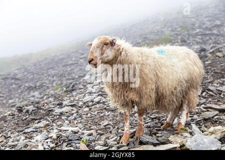 Moutons dans les montagnes le long du PYG Track jusqu'au sommet de Snowdon, parc national de Snowdonia, pays de Galles, Royaume-Uni Banque D'Images