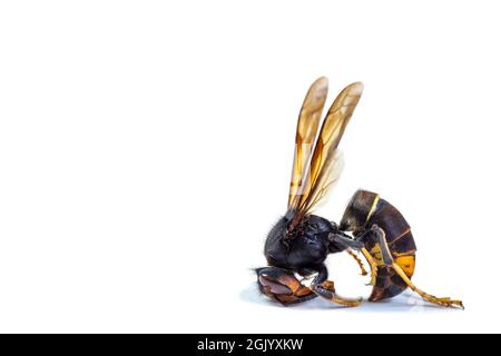 hornet asiatique mort. Concept de danger dans la nature. Banque D'Images