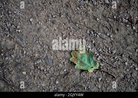 Le dessous d'une feuille de chêne sur le sol recouvert dans les galettes de la guêpe de galon en soie de chêne. Banque D'Images