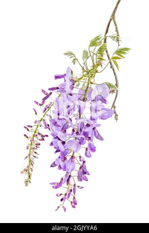 Gros plan sur des fleurs de wisteria isolées sur un fond blanc. Banque D'Images