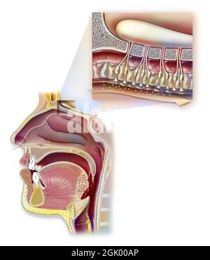 Odeur: Nez et nasopharynx et zoom sur l'organe de l'olfaction. Banque D'Images