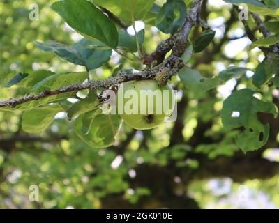 Pomme verte poussant sur l'arbre malus domestica avec un léger glinting à travers les feuilles Banque D'Images