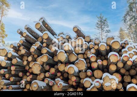 Belle vue d'hiver de bois de bois neigeux sur des pins rares et ciel bleu pâle avec fond de nuages blancs. Suède. Banque D'Images