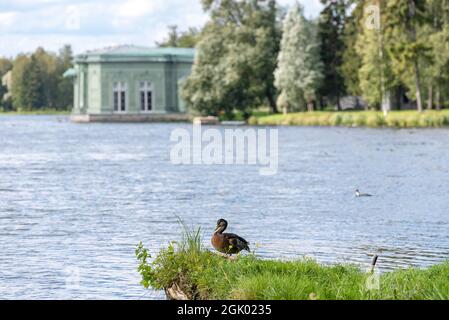 Gatchina, région de Leningrad, Russie - 18 août 2021 : Pavillon de Vénus sur l'île de l'Amour près du lac blanc dans la réserve du Musée d'État de Gatchina Banque D'Images