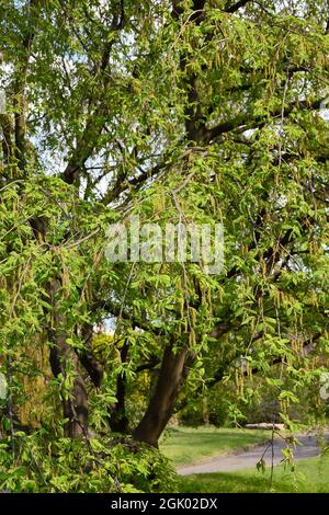 Hornbeam européen ou commun, Hainbuche, Weißbuche, Hagebuche oder Hornbaum, Carpinus betulus pendula,Közönséges gyertyán, Hongrie, Europe Banque D'Images