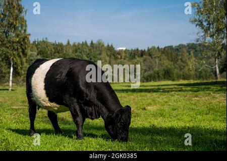 Vache paître sur un pré vert. Bétail Galloway. Forêt et bouleaux en arrière-plan. Banque D'Images