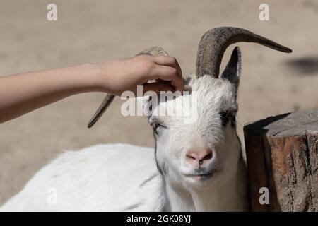 Une chèvre billy est portée sur la tête par la main d'un enfant et ferme ses yeux avec plaisir. Banque D'Images