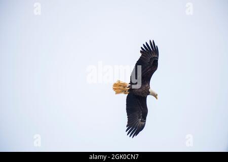 Un aigle à tête blanche américain survole la rivière Susquehanna près du barrage de Conowingo dans le comté de Cecil, Maryland. Banque D'Images