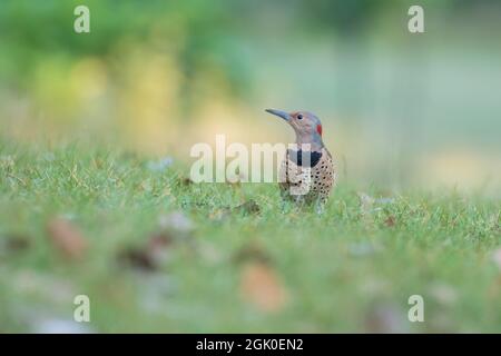 Scintillements femelles du nord (Colaptes auratus) en été Banque D'Images