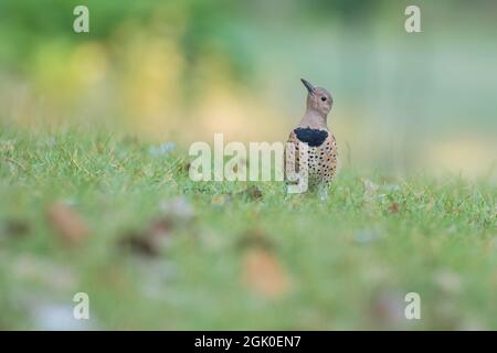 Scintillements femelles du nord (Colaptes auratus) en été Banque D'Images