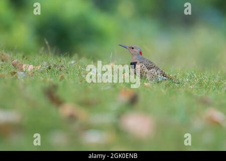 Scintillements femelles du nord (Colaptes auratus) en été Banque D'Images