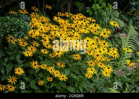 Bordure verte de la plante avec rudbeckia fulgida Goldsturm dans l'ombre partielle Banque D'Images