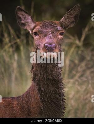 Richmond Park, Londres, Royaume-Uni. 12 septembre 2021. Un cerf rouge (Cervus elaphus Hind (femelle) revient d'un bain de boue. Les cerfs et les mâles de Virginie et de Virginie débuteront bientôt leur saison de rutting d'automne au cours de laquelle les mâles concurrents se présenteront et établiront leur domination. Credit: Imagetraceur/Alamy Live News Banque D'Images