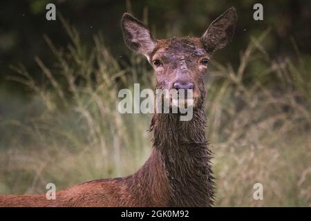 Richmond Park, Londres, Royaume-Uni. 12 septembre 2021. Un cerf rouge (Cervus elaphus Hind (femelle) revient d'un bain de boue. Les cerfs et les mâles de Virginie et de Virginie débuteront bientôt leur saison de rutting d'automne au cours de laquelle les mâles concurrents se présenteront et établiront leur domination. Credit: Imagetraceur/Alamy Live News Banque D'Images
