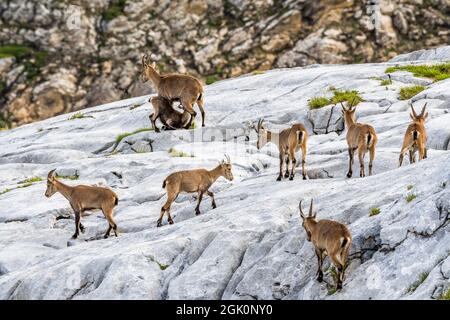 Alpine ibex (Capra ibex), groupe de femelles et de jeunes dans les rochers, une femelle allaite son bébé Banque D'Images