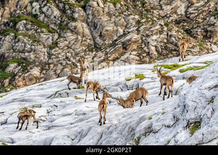 Ibex alpin (Capra ibex), groupe de femelles et de jeunes dans les roches Banque D'Images