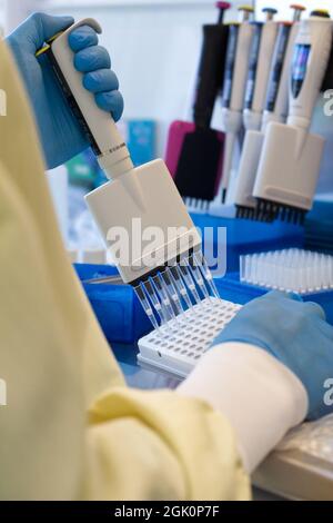 Un chercheur doit pipeter des réactifs sur une plaque à l'aide d'une pipette multicanaux Banque D'Images