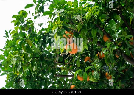 Oranges mûres entre les feuilles vertes sur la branche de l'arbre. Jardin ensoleillé. Banque D'Images