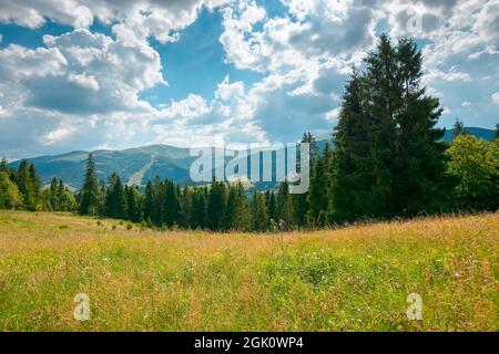 paysage de montagne avec prairie et forêt. magnifique paysage de campagne en été. conifères sur la pente herbeuse. temps ensoleillé et lumineux avec Banque D'Images