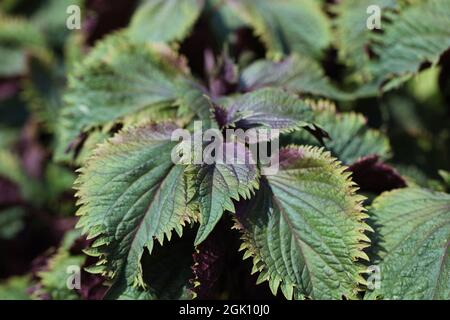 Plante shiso Ã feuilles violettes ou shiso pourpre / Perilla frutescens var. Crispa Banque D'Images