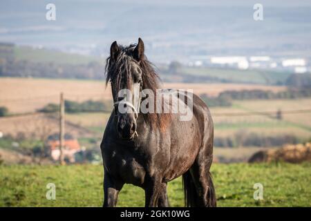 Cheval de Frise en pâturage à la campagne. Animal domestique à la ferme. Superbe étalon dans un paysage rural Banque D'Images