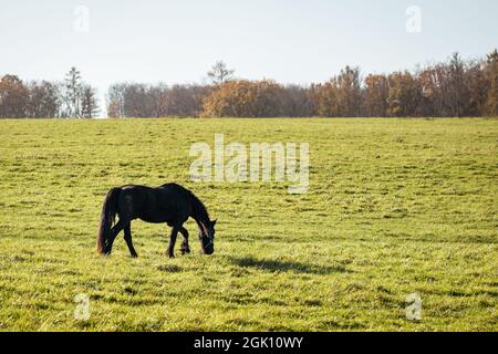 Cheval de Frise marchant sur le pâturage. Herbe de pâture de cheval noir. Journée ensoleillée dans un paysage rural en automne Banque D'Images