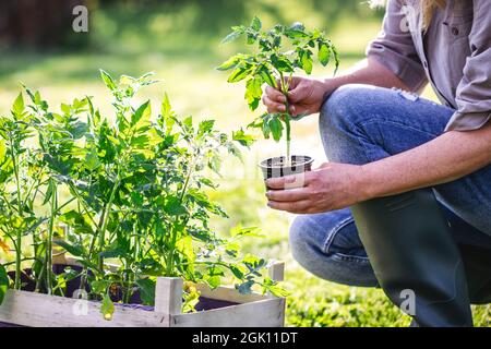 Femme agriculteur plantant des plants de tomate dans un jardin biologique. Jardinage au printemps Banque D'Images