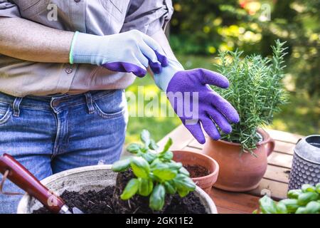 Femme met des gants de jardinage. Prêt à planter des herbes dans le jardin Banque D'Images