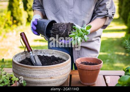 Plantation de basilic dans un pot de fleur sur la table dans le jardin d'herbes. Femme jardinant au printemps Banque D'Images