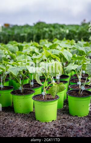 Plantes de concombre en serre. Semis dans des pots prêts pour la plantation Banque D'Images