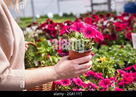 Femme shopping fleur rose pétunia au marché. Client choisissant des fleurs au centre du jardin Banque D'Images