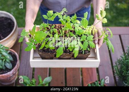 Femme tenant des plants de tomates dans une caisse en bois au-dessus de la table. Plantation et jardinage au printemps Banque D'Images