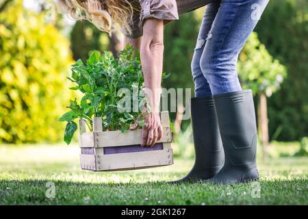 Femme jardinière tenant le semis de tomate dans une caisse prête pour la plantation dans un jardin biologique. Plantation et jardinage au printemps Banque D'Images