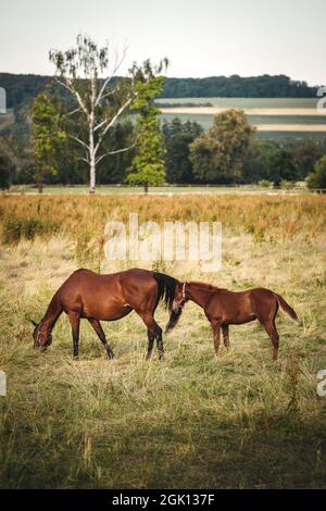 Cheval pur-sang sur pâturage. Mare avec son herbe de pâturage foal à la prairie en été. Famille de chevaux de course sur ranch Banque D'Images