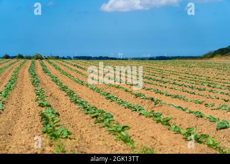 Champ de magnifiques choux-fleurs en Bretagne. France. Culture de laitue verte biologique sur une parcelle de légumes dans la région Bretagne française. Bio Banque D'Images