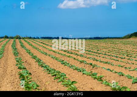 Champ de magnifiques choux-fleurs en Bretagne. France. Culture de laitue verte biologique sur une parcelle de légumes dans la région Bretagne française. Bio Banque D'Images