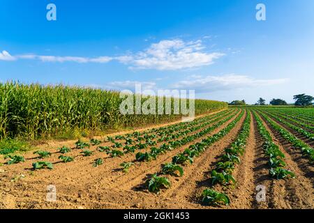 Champ de magnifiques choux-fleurs en Bretagne. France. Culture de laitue verte biologique sur une parcelle de légumes dans la région Bretagne française. Bio Banque D'Images