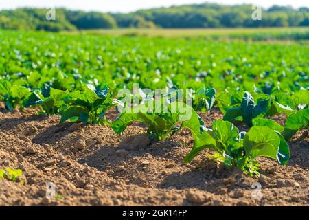 Champ de magnifiques choux-fleurs en Bretagne. France. Culture de laitue verte biologique sur une parcelle de légumes dans la région Bretagne française. Bio Banque D'Images