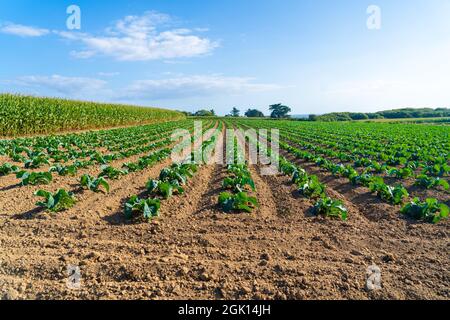 Champ de magnifiques choux-fleurs en Bretagne. France. Culture de laitue verte biologique sur une parcelle de légumes dans la région Bretagne française. Bio Banque D'Images