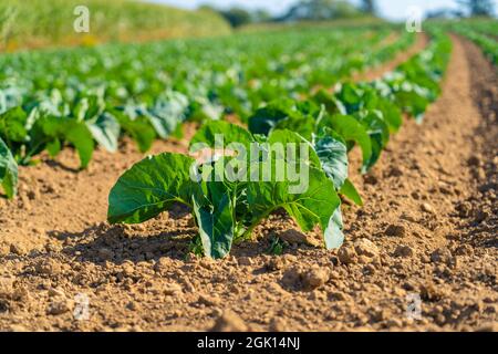 Champ de magnifiques choux-fleurs en Bretagne. France. Culture de laitue verte biologique sur une parcelle de légumes dans la région Bretagne française. Bio Banque D'Images