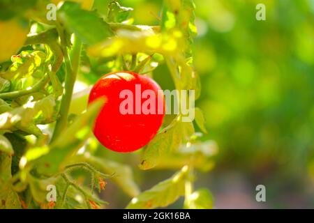 Tomates rouges sur sa plante lors d'une Sunny été jour dans le jardin Banque D'Images